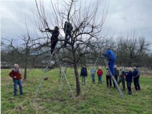 Pflege einer Streuobstwiese (Quelle: BUND/S.Darschnik)